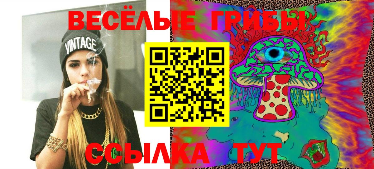 закладка  Братск  Галлюциногенные грибы Cubensis 